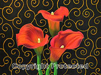 Calla Lily